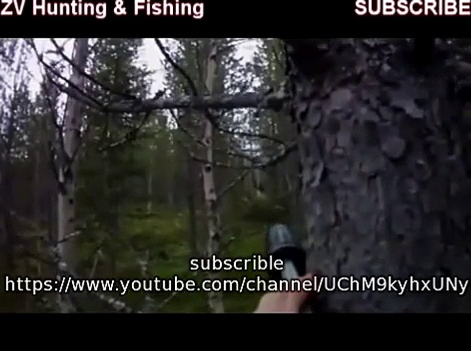 Moose hunting with dog Охота на лося с собакой