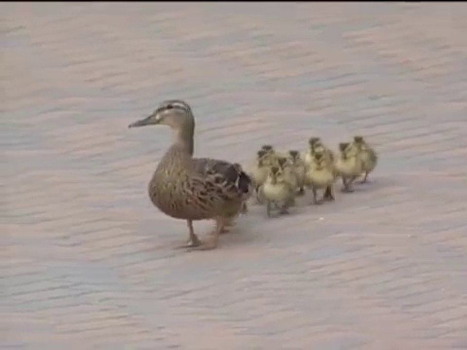 Duck and Ducklings Survive Storm ! - Унесенные Ветром Утка и Утята !