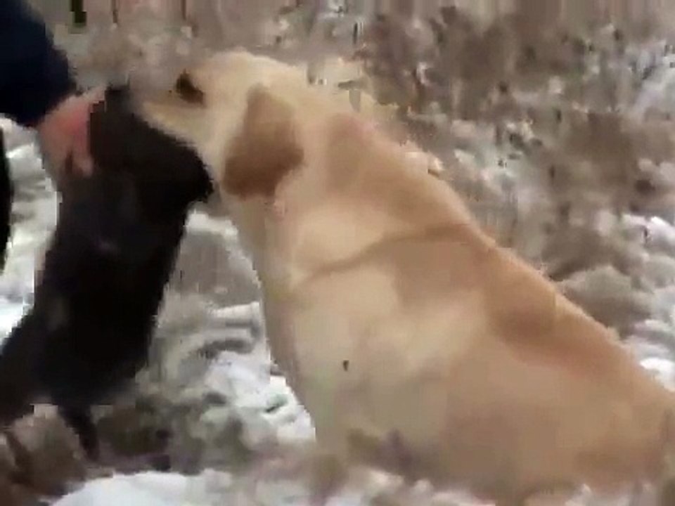 Hunting hares with golden eagles - fantastic flights