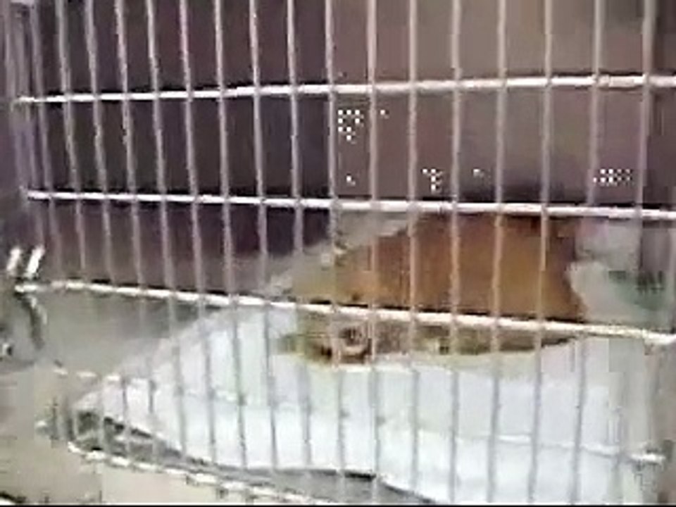 Very Angry Cat