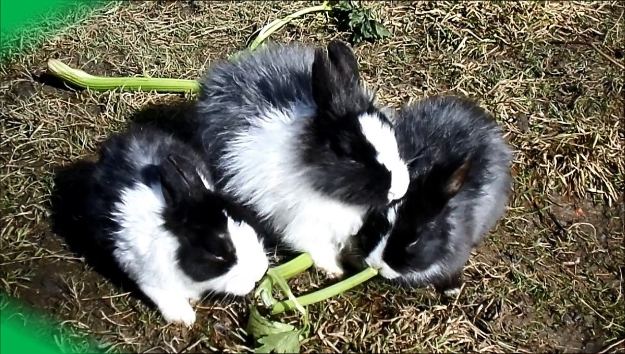 Tommy et cie 2