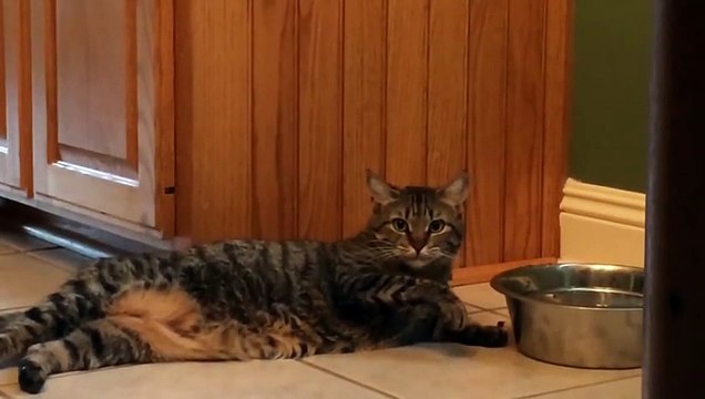Lazy Cat drinks water with its paw - Ленивый Кот пьет воду лапкой ))