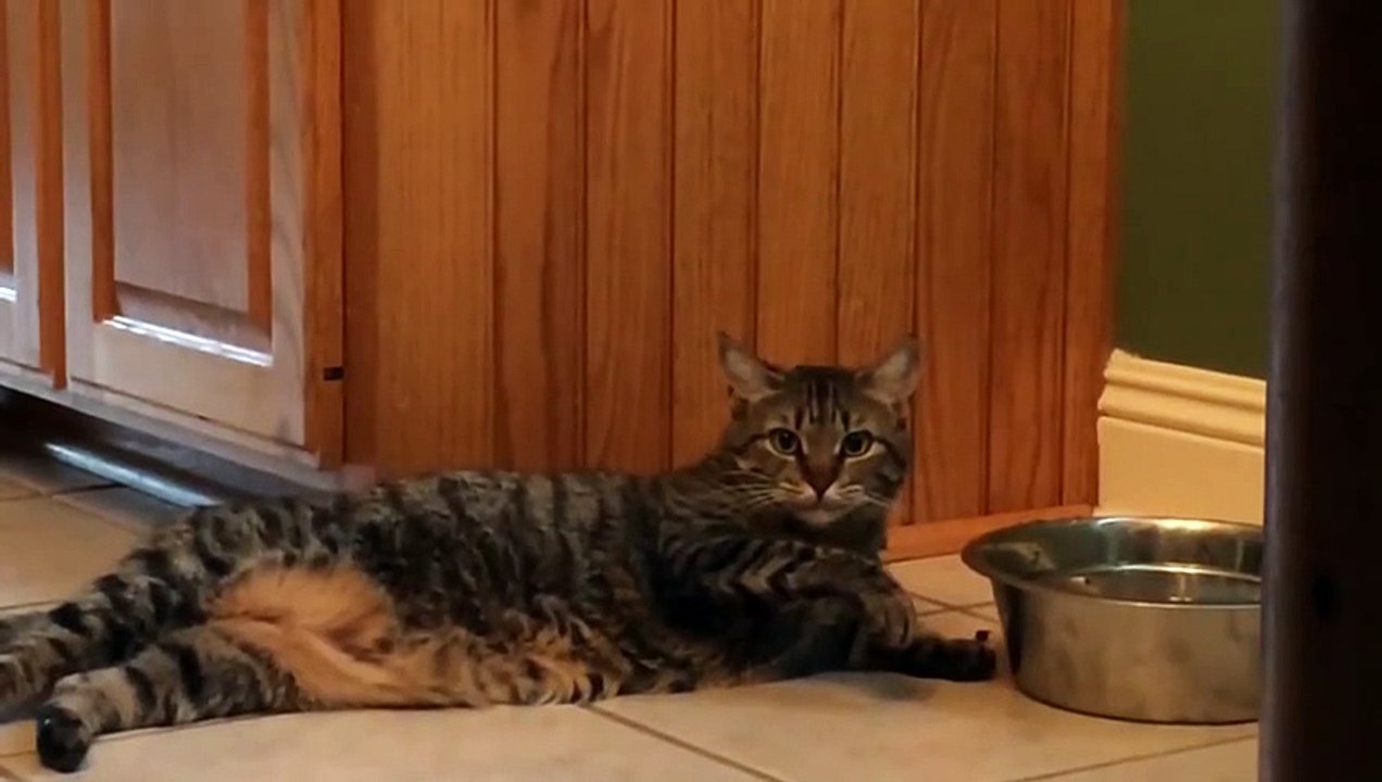 Lazy Cat drinks water with its paw - Ленивый  Кот пьет воду лапкой ))