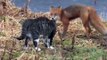 Brave Cat chases Fox - Храбрый Кот прогоняет Лису - Приколъ !