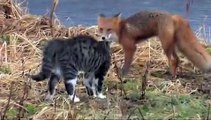 Brave Cat chases Fox - Храбрый Кот прогоняет Лису - Приколъ !