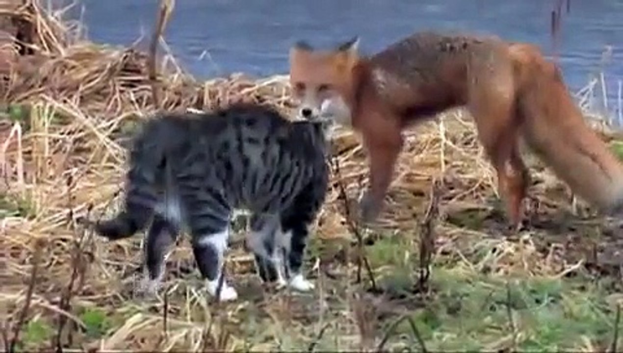 Brave Cat chases Fox - Храбрый Кот прогоняет Лису - Приколъ !