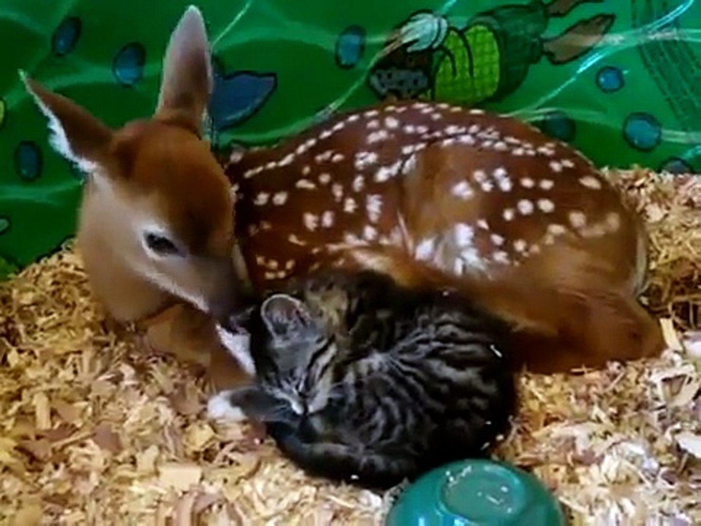 ⁣Fawn (baby deer)  takes care of Kitten - Олененок ухаживает за котенком ))