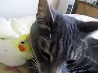 Parrot preens Cat whiskers - Попугай чистит Кошке усы - прикол !