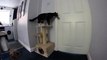 Cat opens door for Dog - Кот открывает дверь для собаки !