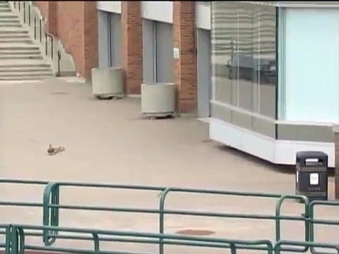 Duck and Ducklings Survive Storm ! - Унесенные Ветром Утка и Утята !