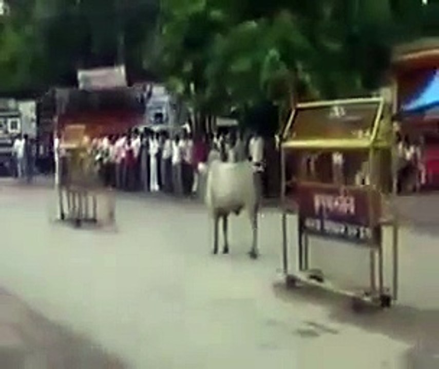 یہ پنڈت پوجا کرا رہا تها کہ گائے بگڑ گئی دیکهیں زرا