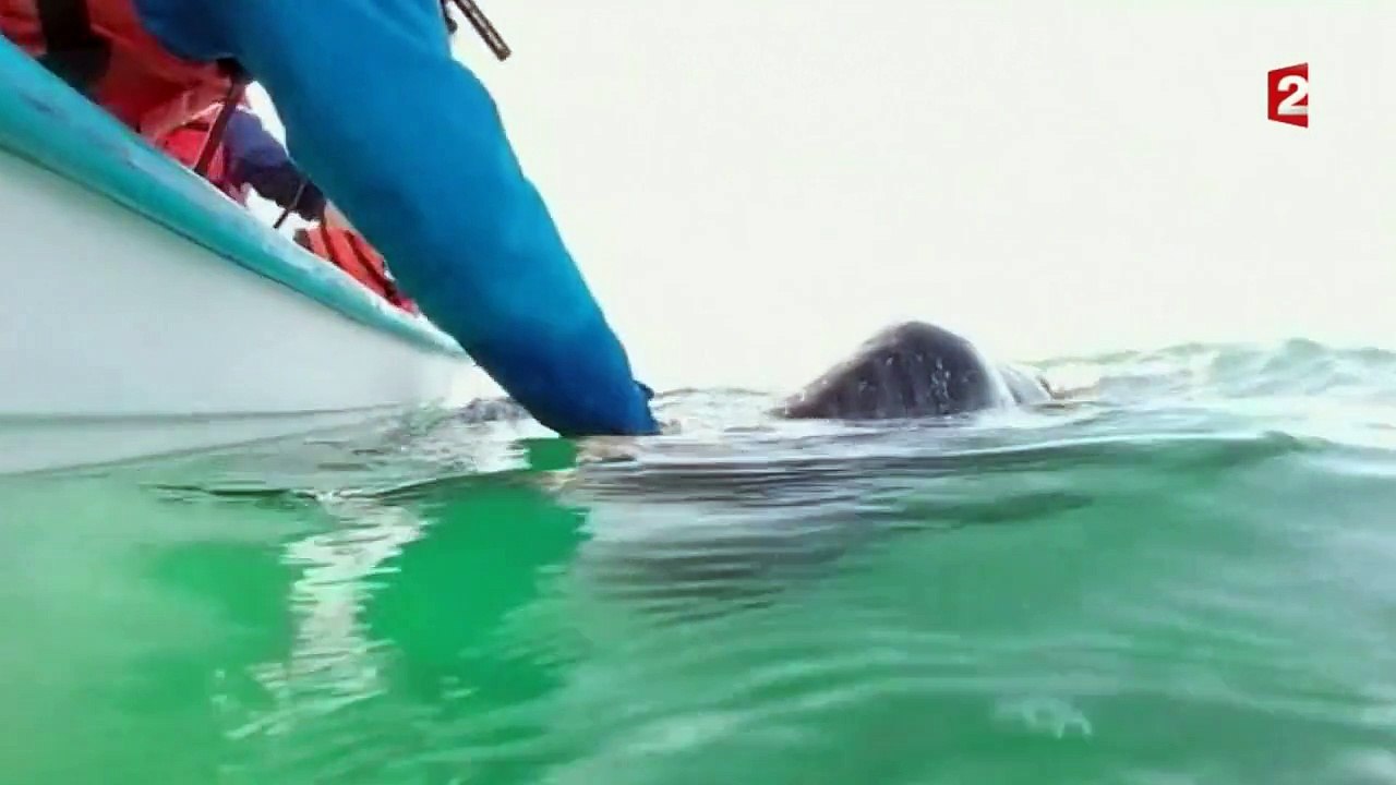 La migration des baleines grises