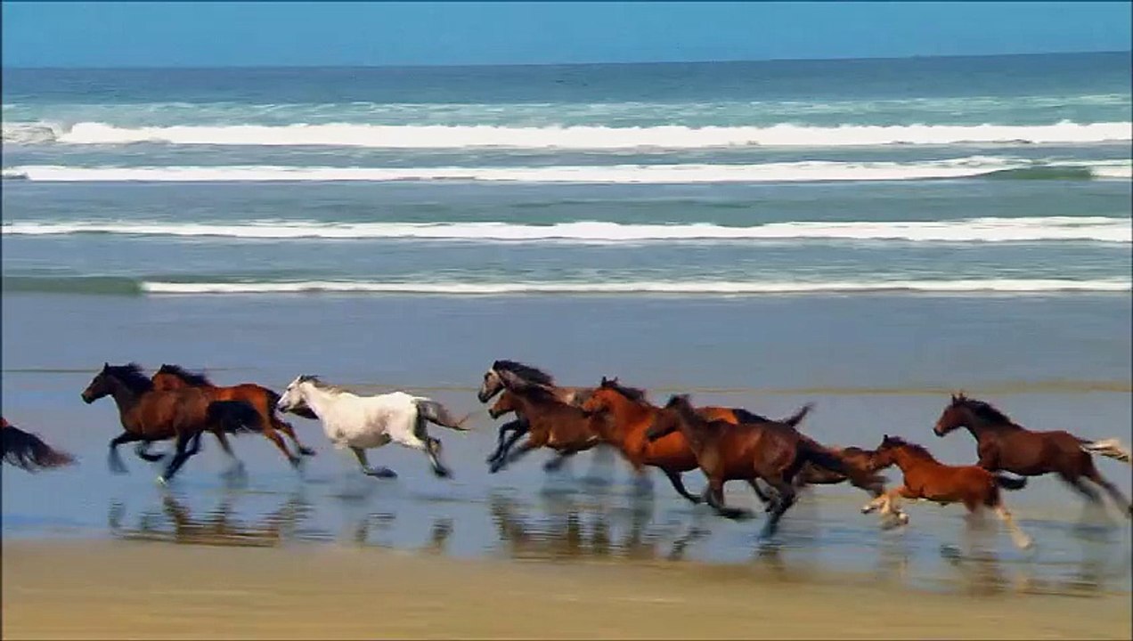 Pferde am Strand