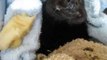 Australie : une chauve-souris se régale avec une banane