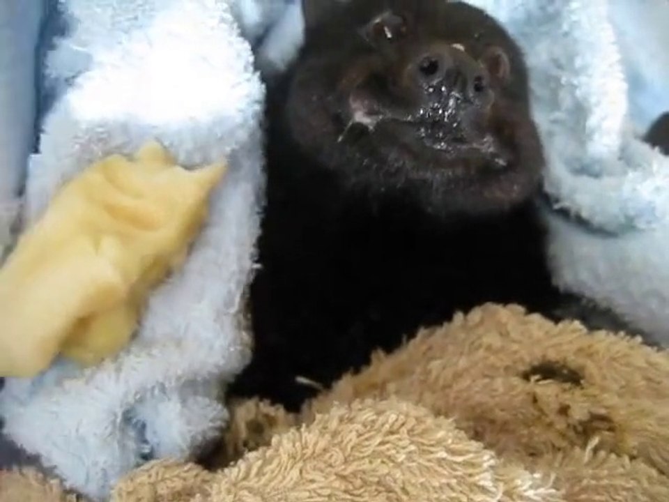 Australie : une chauve-souris se régale avec une banane