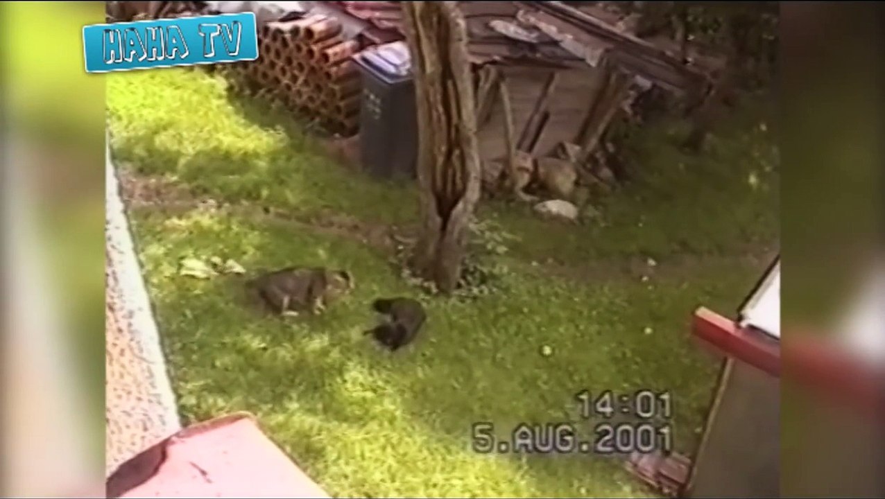 HahaTV - Epic FUNNY CAT FIGHTS Video Compilation