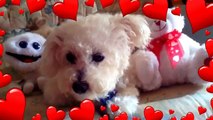 Cute and adorable.  My Bichon Frise dog called Daisy.  Please like and Subscribe. Apr 12, 2014