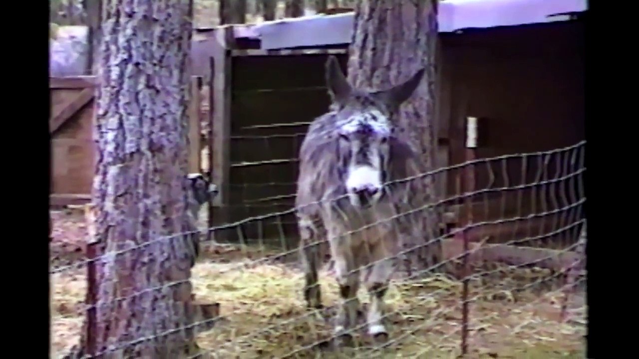 [FNE]  Little Goat Makes A Break For It!