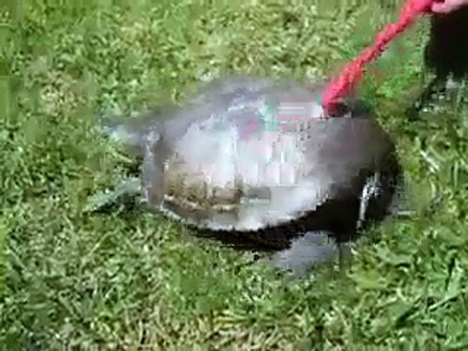 Techno Turtle