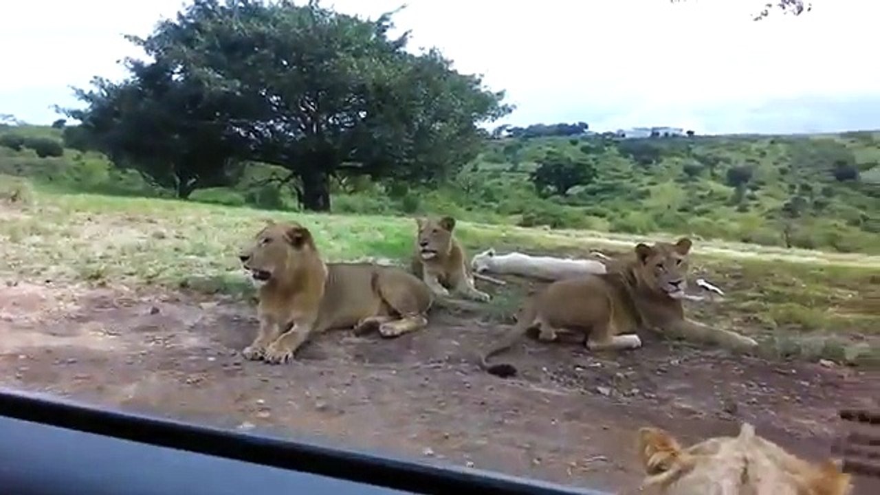 La lionne ouvre la portière de la voiture