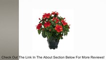 Nearly Natural Hibiscus with Black Hexagon Vase Silk Plant Review