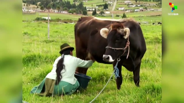 Foot and Mouth Disease Eradicated in Ecuador