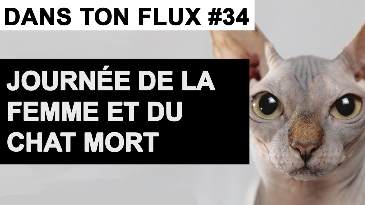Journée de la femme et du chat mort #DansTonFlux 34