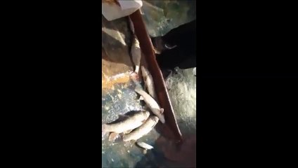 SAZAN AVI DOKTORUMUZ DURAN EKMEKÇİ .ERENLER KÖYÜ