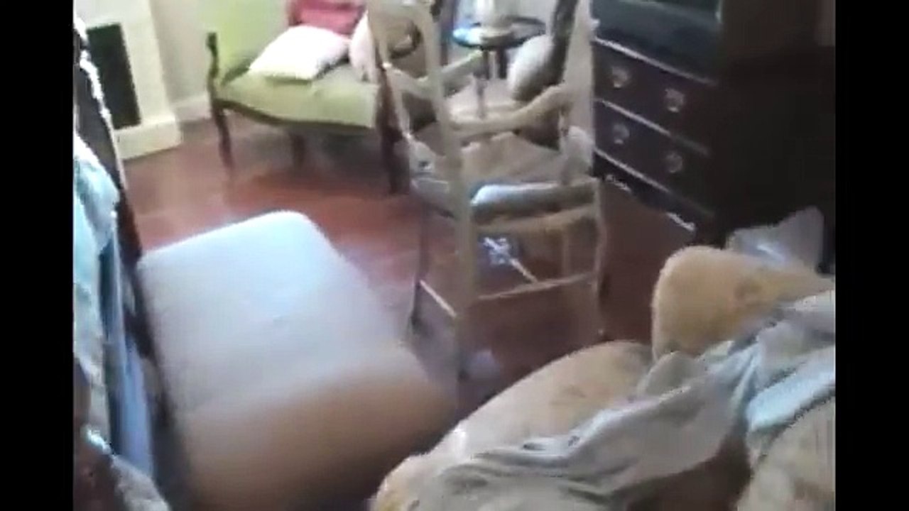 [FNE]  Roomba Cats Compilation