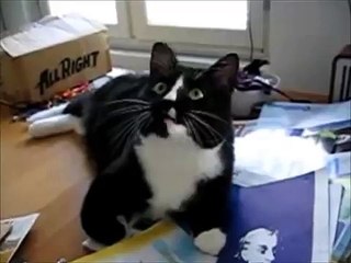 [FNE]  Funny Cats Compilation - Funny Cat Videos Ever- Funny Videos - Funny Animals - Funny Animal Videos 7
