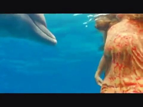 Sharks attack people Dolphins Defend,,,,