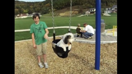 [FNE]  Just A Dog On A Swing