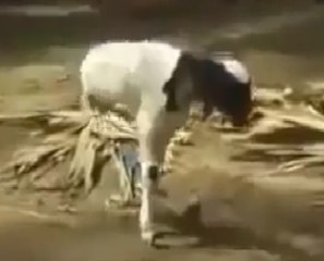miracle 2 legs  goat