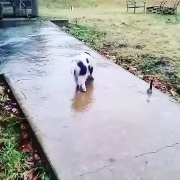 Funny Piglet on Ice ! - Поросенок и Гололед - Прикол !