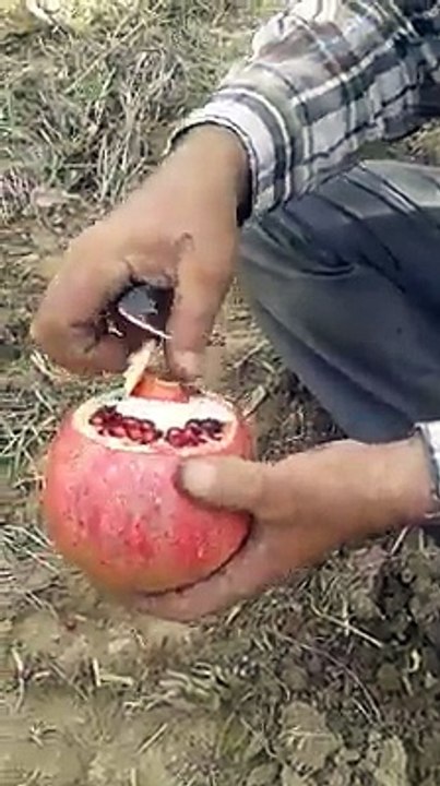 Nar böyle soyulur
