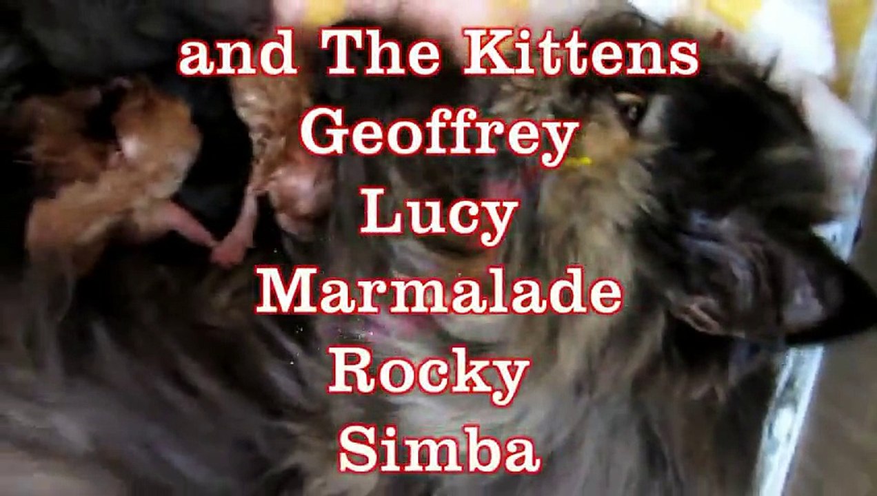 cats funny