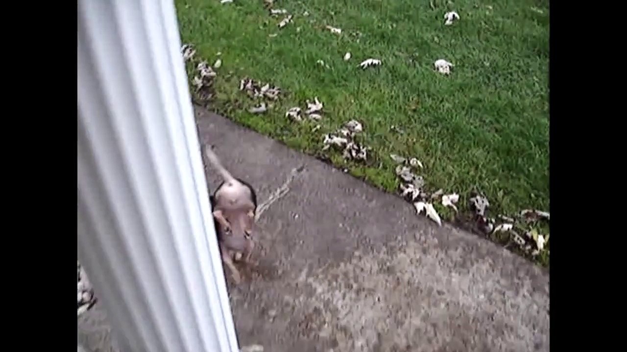 [FNE]  Handstand Dog