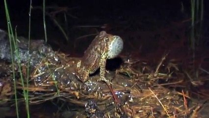 The endagered Houston Toad ( Bufo houstonensis )