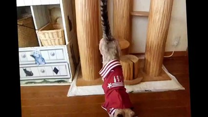 可愛いネコ　アイドル猫アイスは、なんでも着こなします！