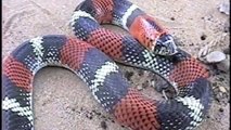 Xenodon pulcher, Tri-colored hognose snake