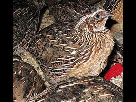 Batair Farming ka Intro by Dr.Ashraf Sahibzada