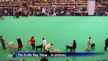 The Crufts Dog Show... in pictures