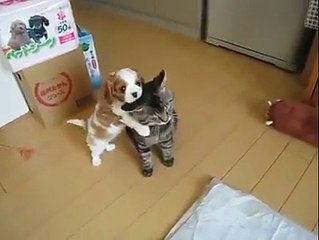 Kediyi canından bezdiren yavru köpek