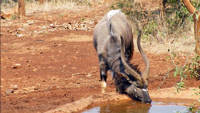 SOUTH AFRICAN SAFARI HOLIDAYS