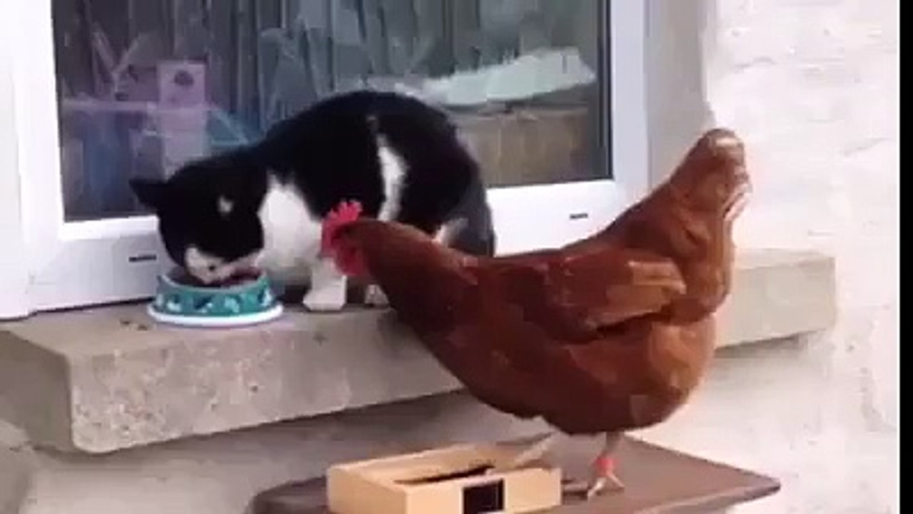 cat VS cock