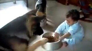 Dog and baby fighting over food too funny