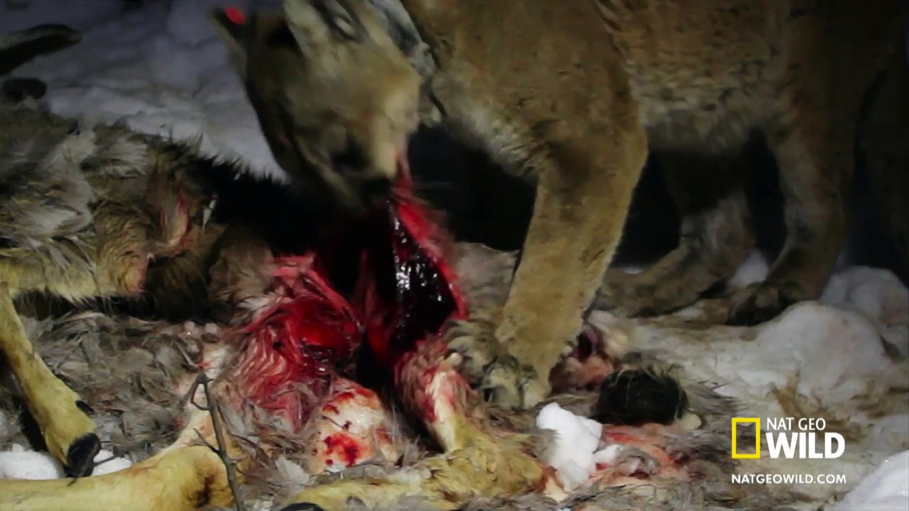 Eat Like a Cougar