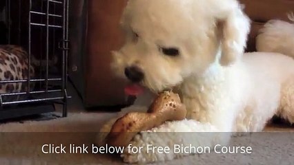 How to House Train a Bichon Frise