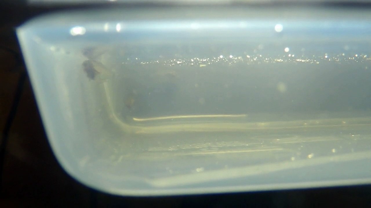 Bébés discus qui mangent