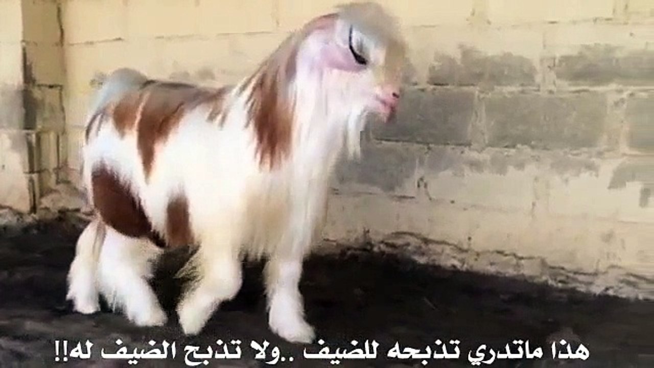 Niçê gote